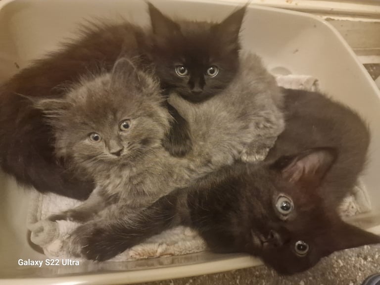 image for Beautiful ragdoll cross kittens looking them forever home 