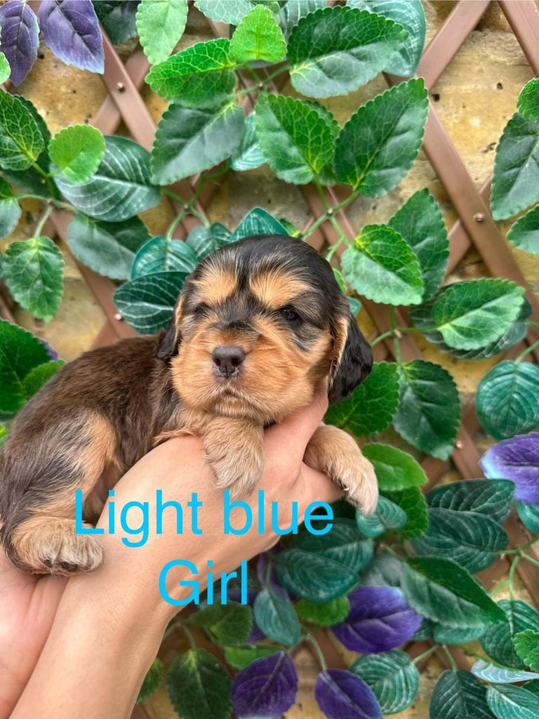 Superb show type cocker spaniel puppies 