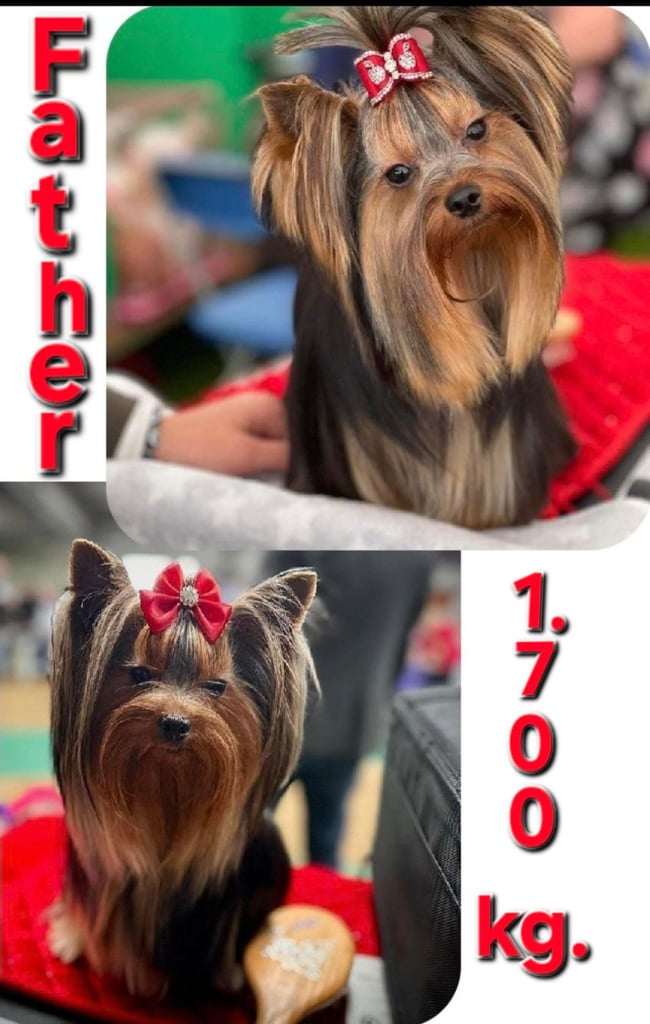 Yorkshire Terrier Baby face boys for sale 😍