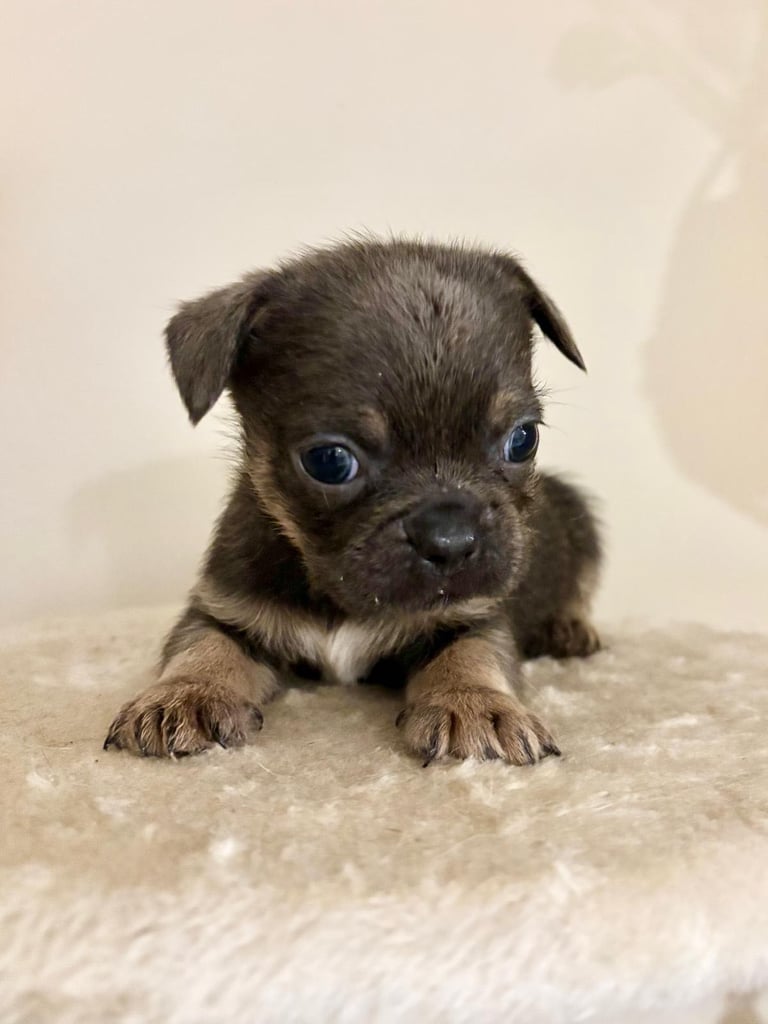  2 gorgeous puppies ready to leave 