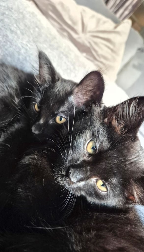 Fluffy black kittens. Gorgeous boys. 
