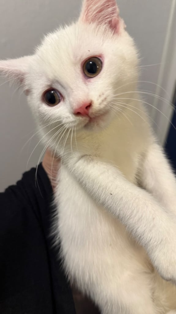 Kittens