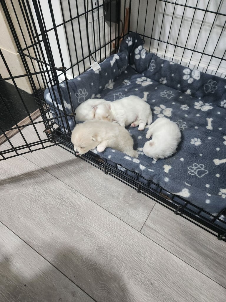 Pomeranian puppys 