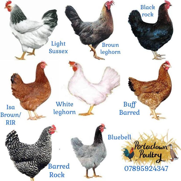 Pullets for sale chickens poultry hens coops arks