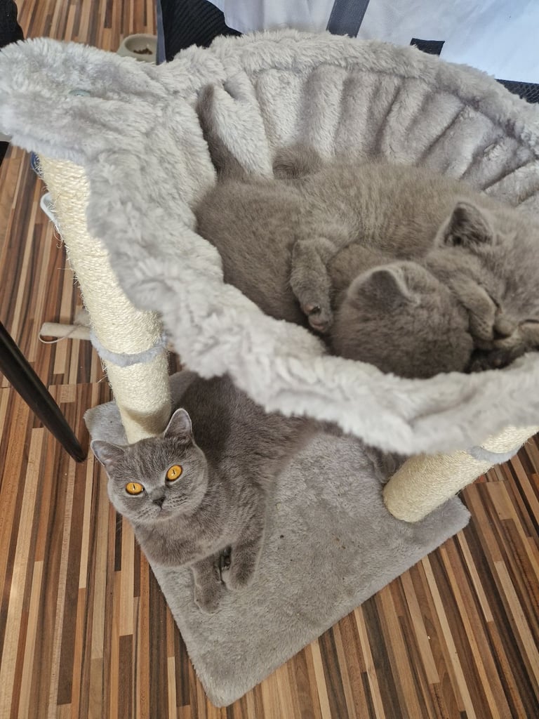 British short hair kitten