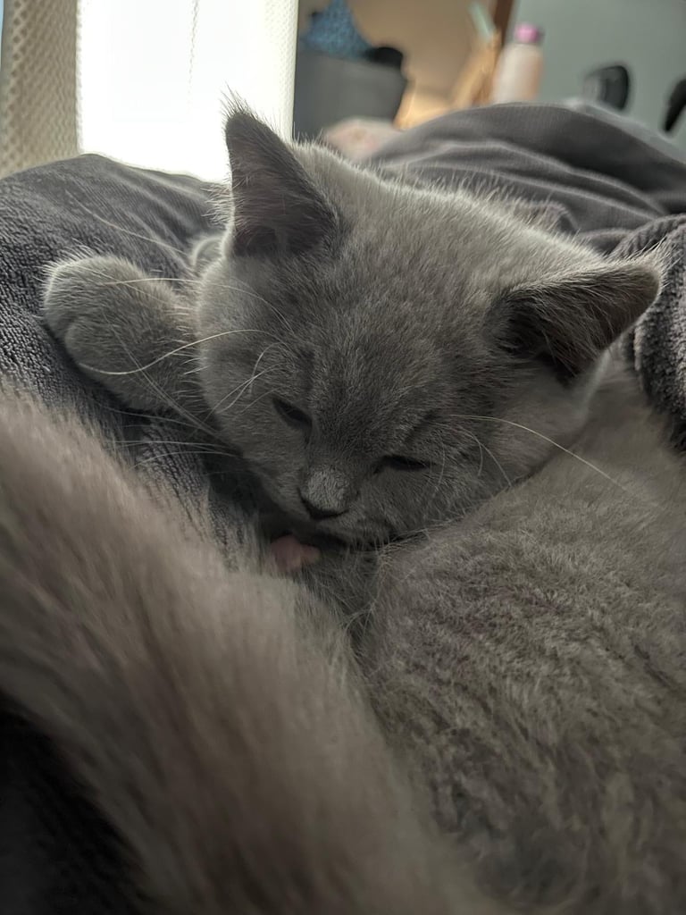 British Shorthair Kitten for Sale (Male)