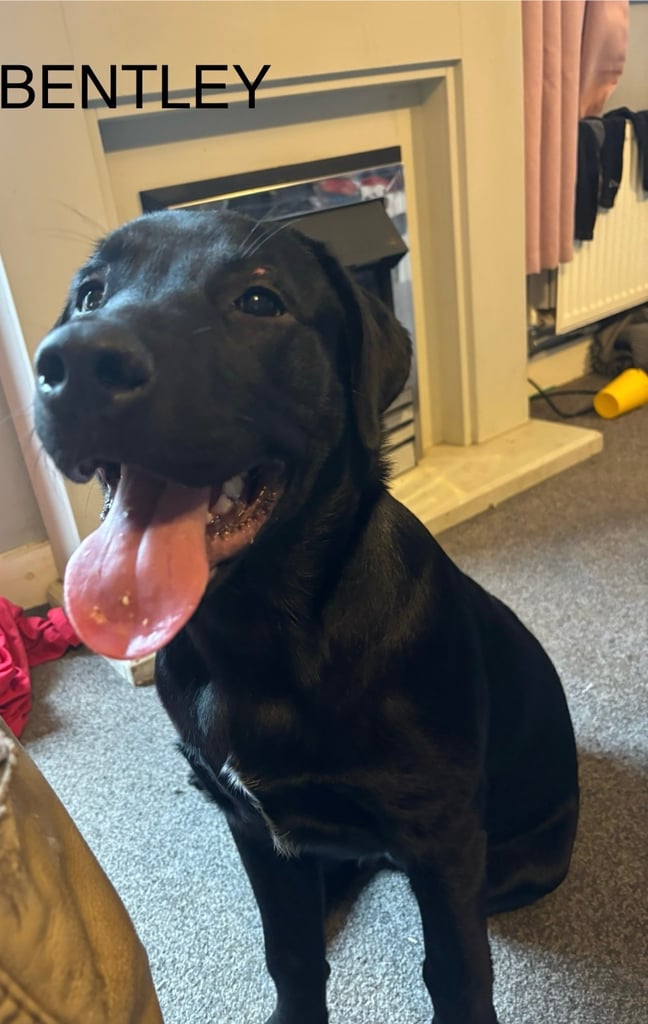 5 and 1/2 months old Staffadors Enzo and Bentley 