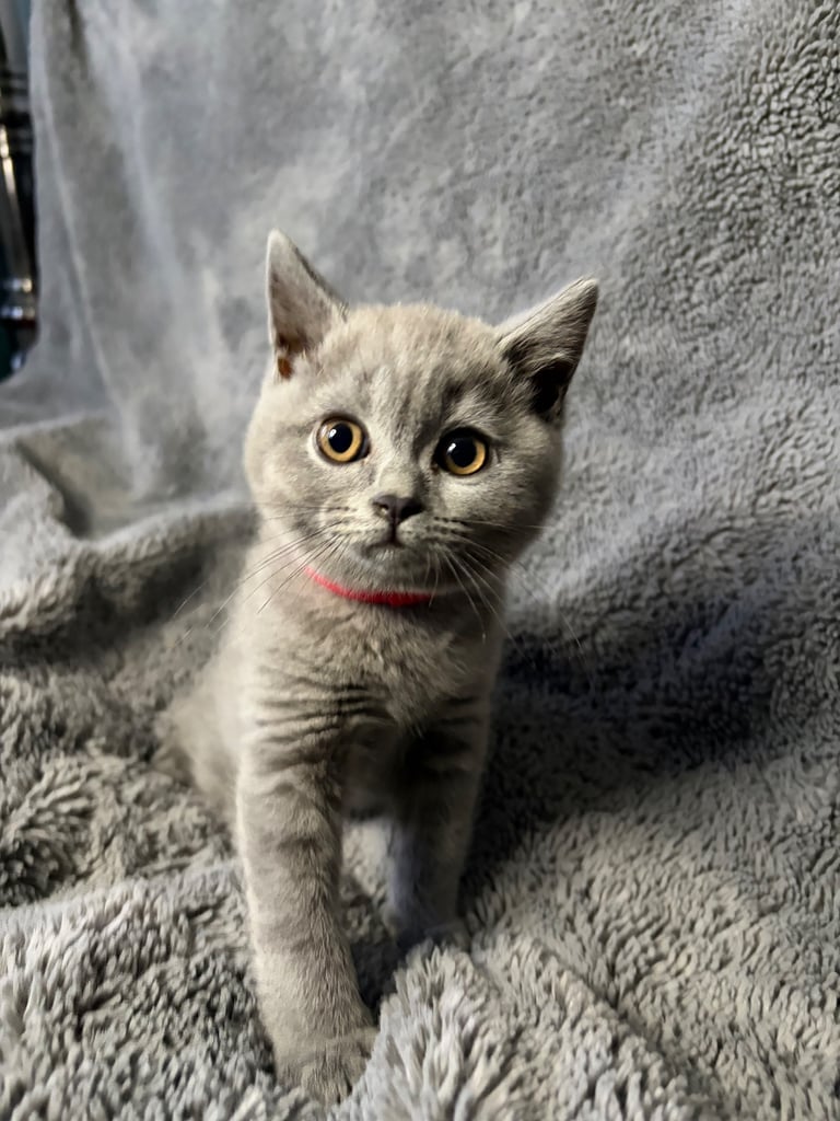 Exceptional British Blue Shorthair Kittens – Pedigree Line, Ready Now