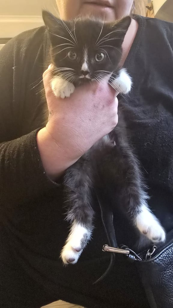 Beautiful Persian mix fur babies 