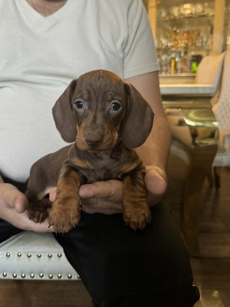 Miniature dachshund puppies