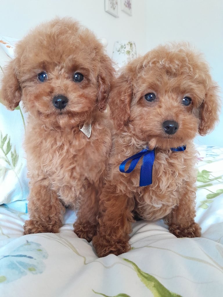 Red Toy Poodles