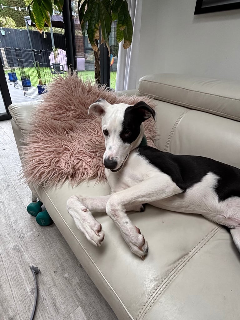 image for House & Dog sitting required 