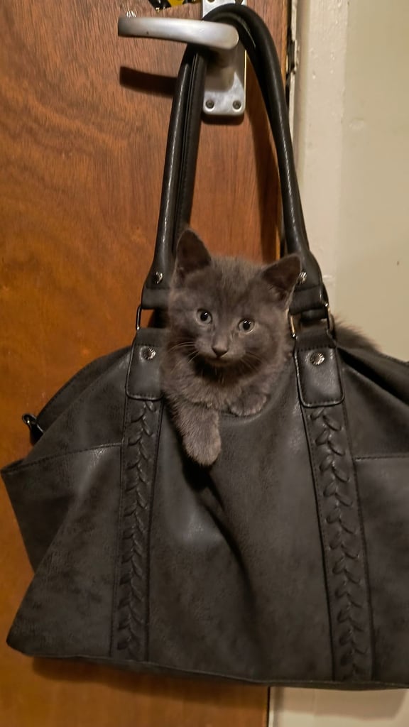 Catss kittens