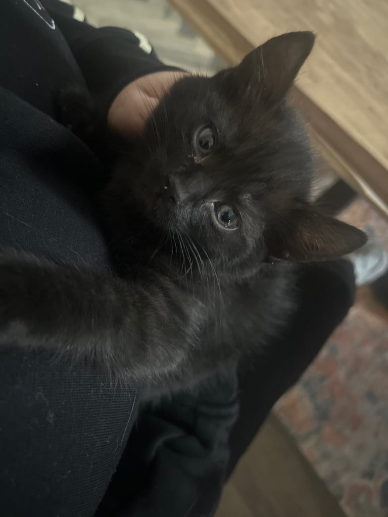 image for Kittens