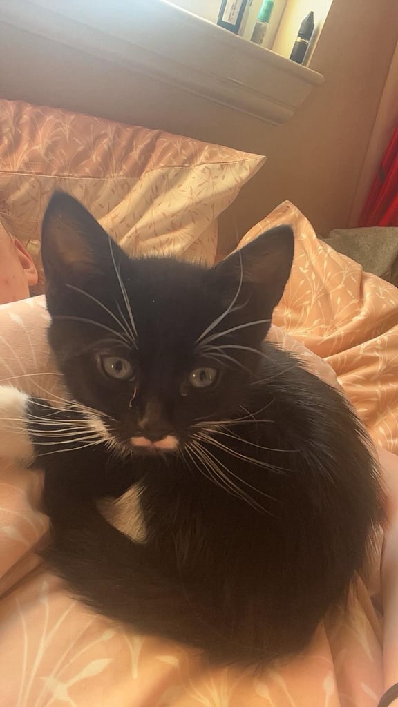 Male Kitten for sale