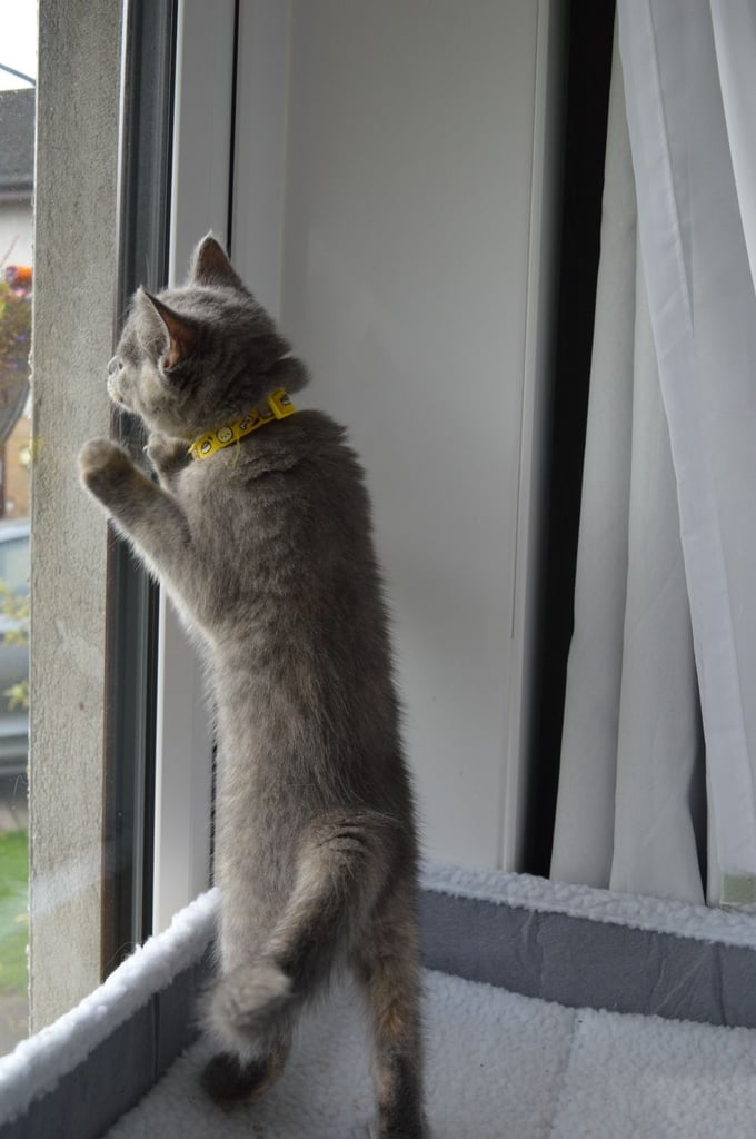 🐾 Adorable British Shorthair Kitten Girl ❤️