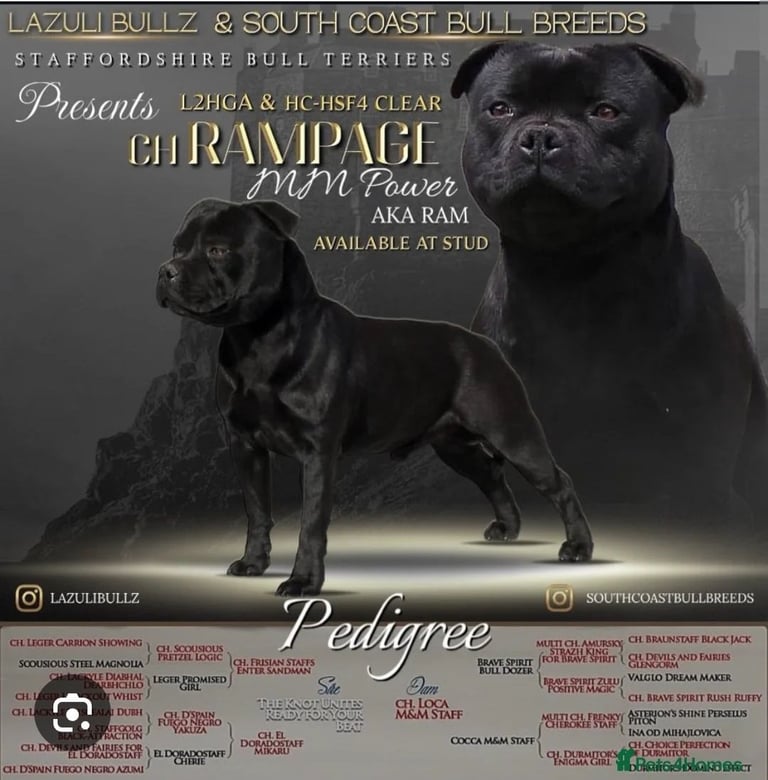 image for Ch Rampage grand pups