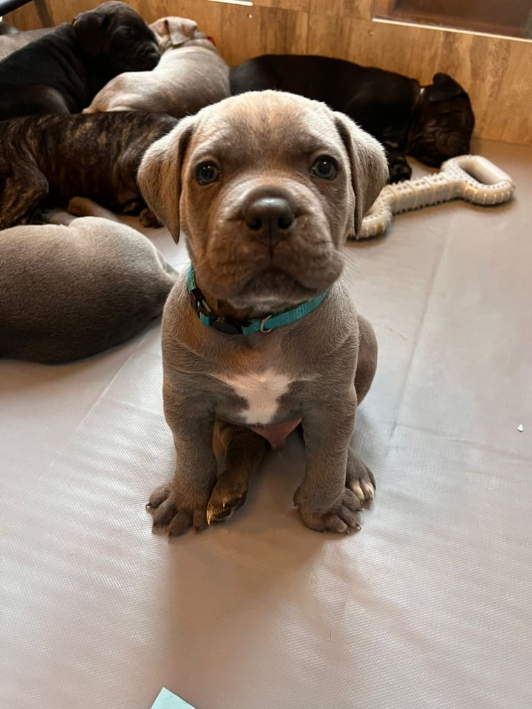 image for 🐾 Majestic Cane Corso Puppies – Loyal Guardians, Gentle Hearts 🐾