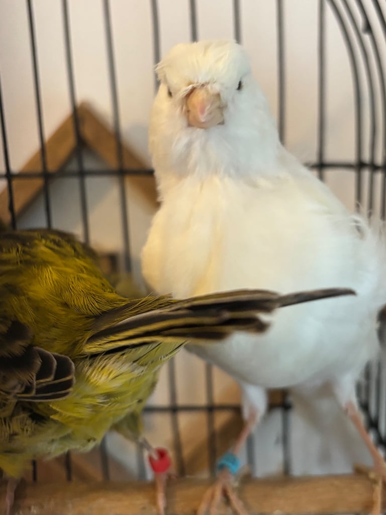 Gorgeous fife and border canaries