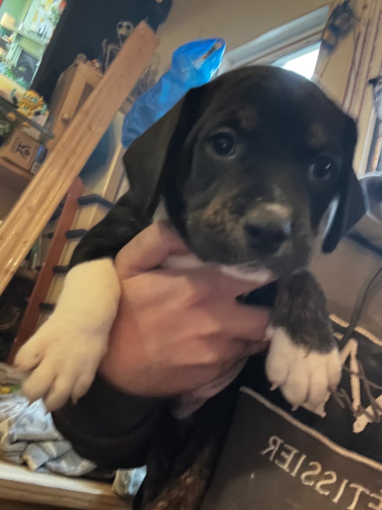 Old Tyme English Bulldog x Sproodle Puppy - Boy
