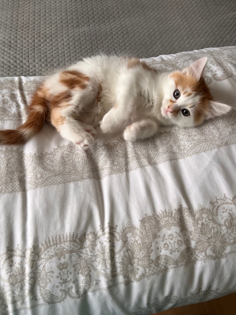 Kittens 