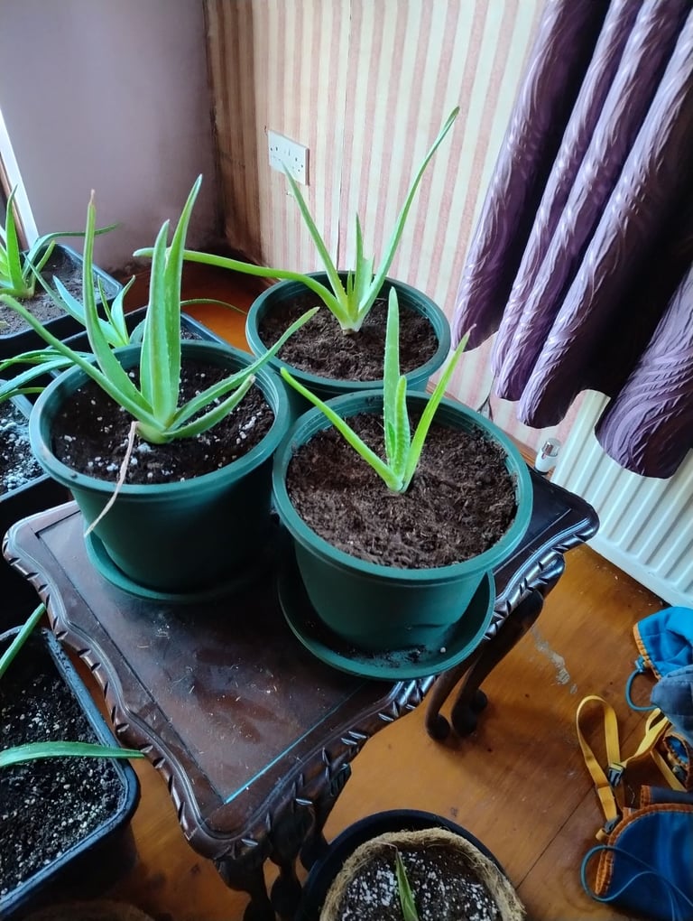 Variety of Aloe Vera Plants