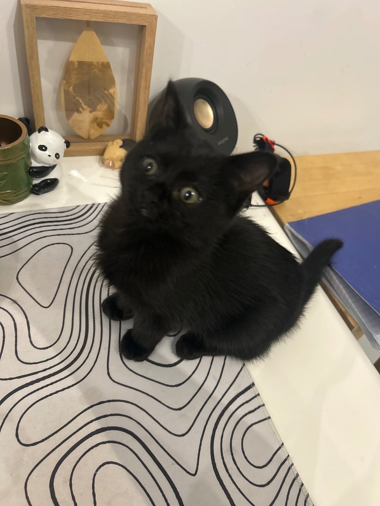image for Black Kitten 