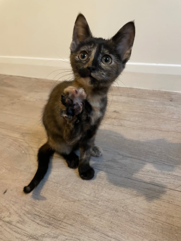  tortoiseshell kittens for a good home. 