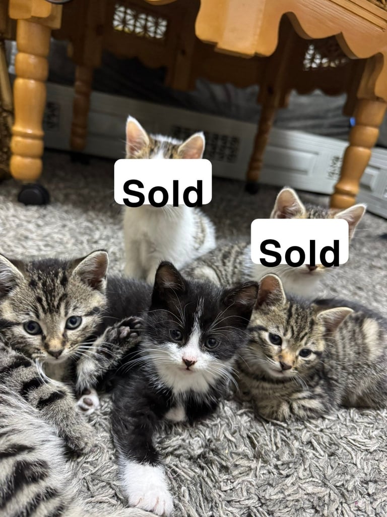 Kittens for sale