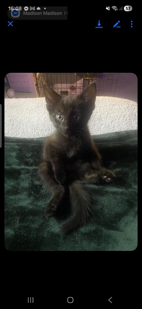 Fluffy black kittens for sale