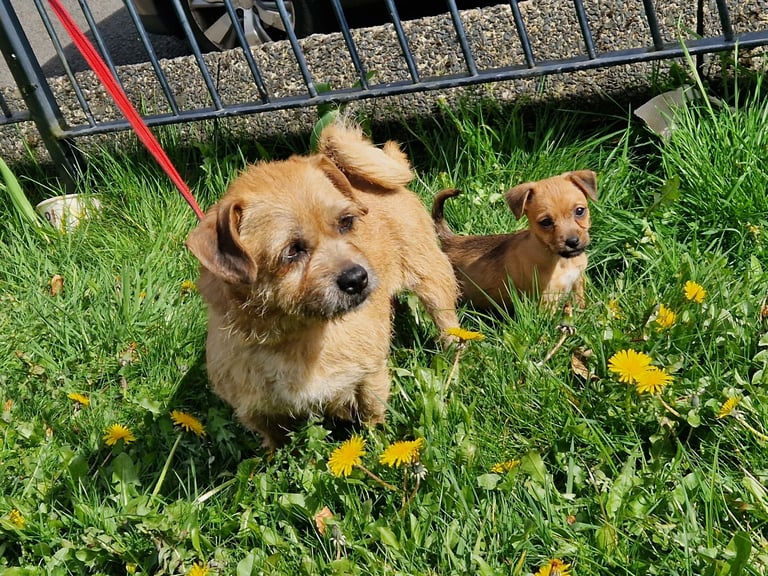 Jack russell pups 