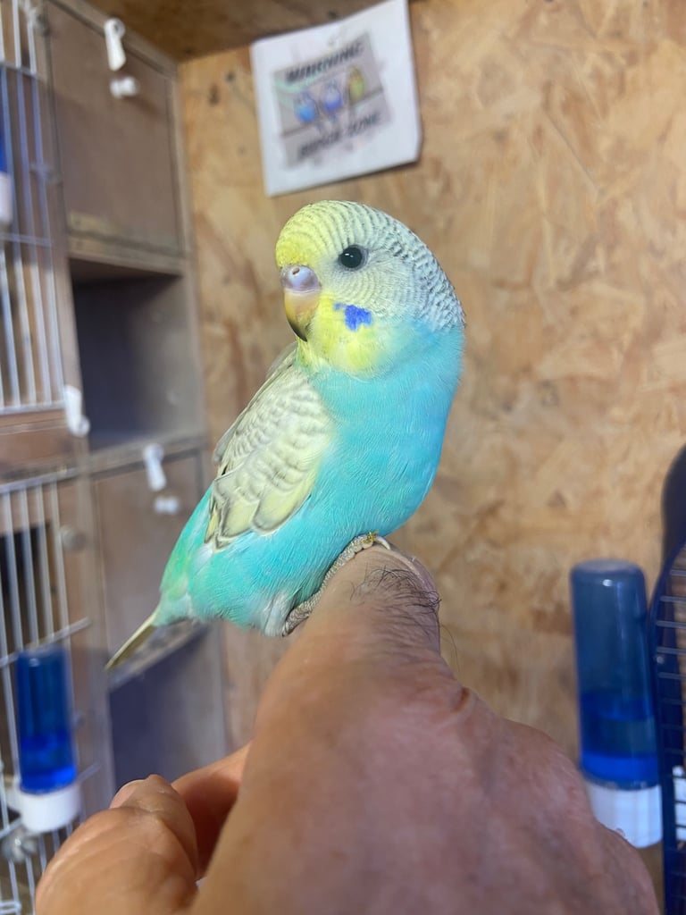 image for Baby budgies