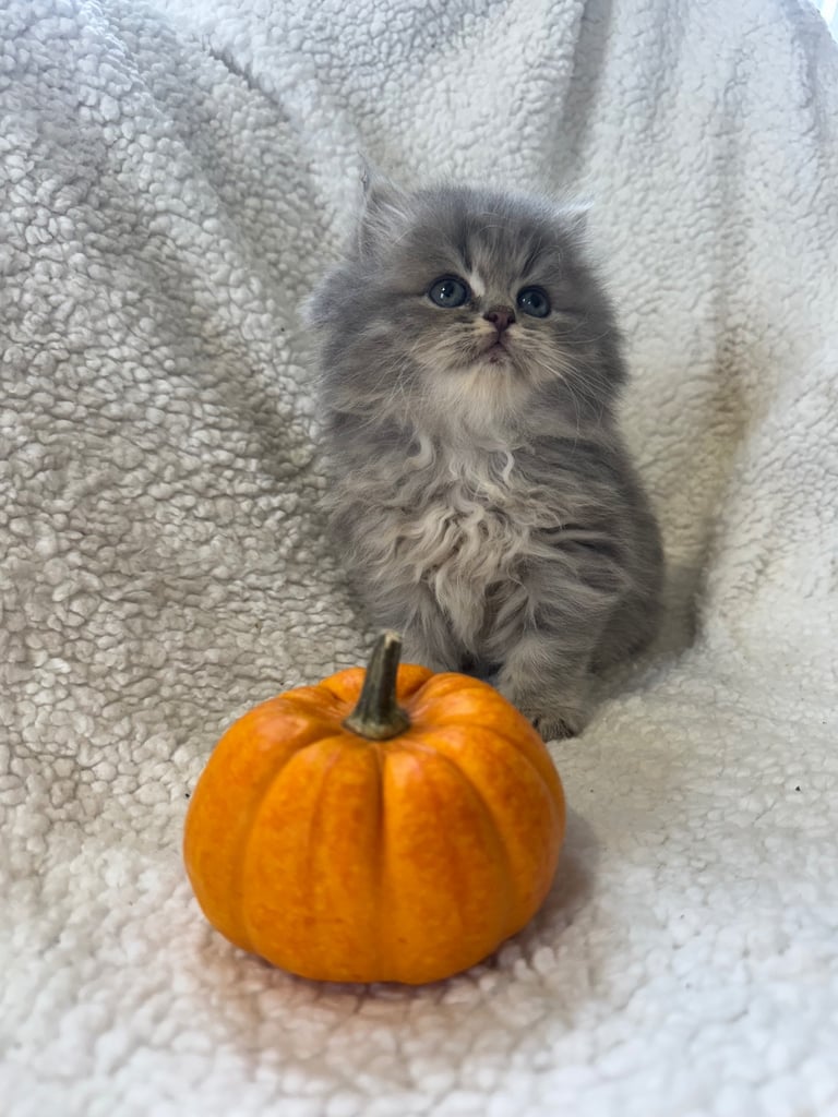 Stunning chinchilla Persian kittens