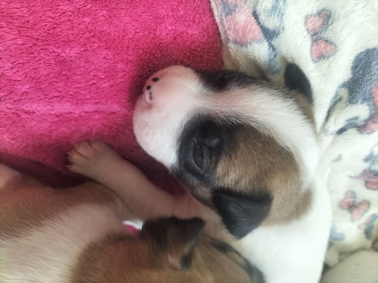 Cute litter of puppys 