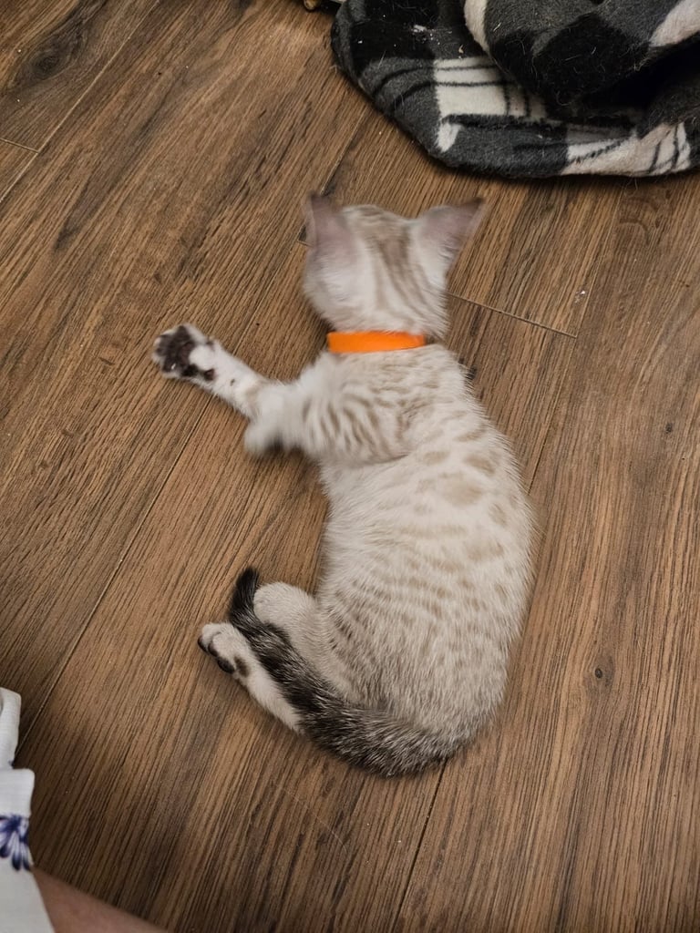 SNOW LEOPARD - SNOW BENGAL KITTENS -LAST ONE LEFT Ready now