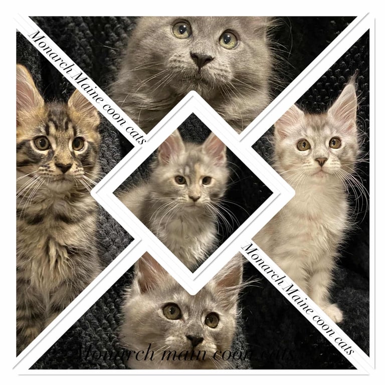 image for Pure breed Maine coon kittens