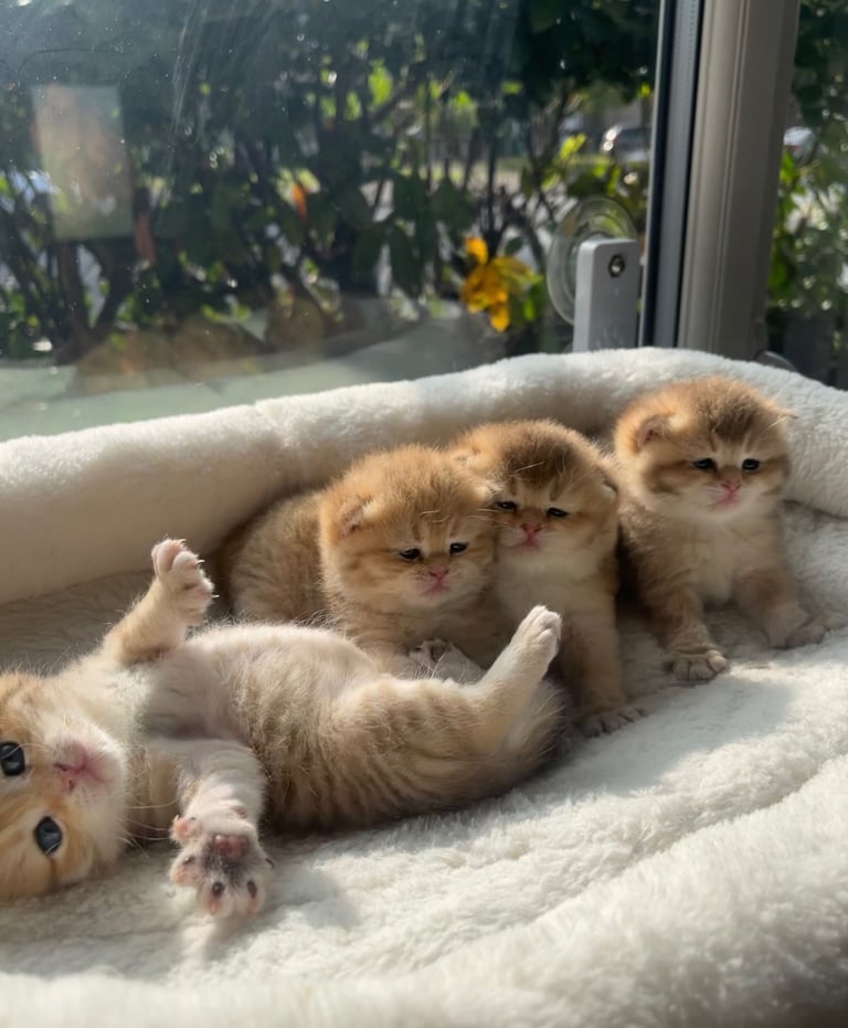 image for TICA Registered Golden British shorthair babies 