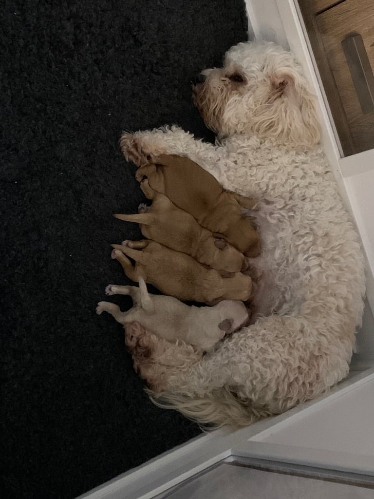 Cavapoochon puppies 