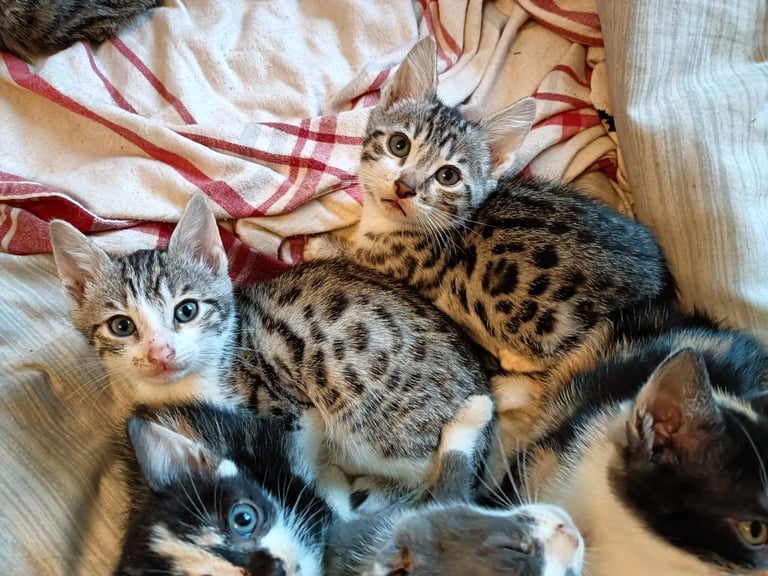Touch of Wild Asian Leopard Ancestry Kittens All Colours Taking Reservations Now 