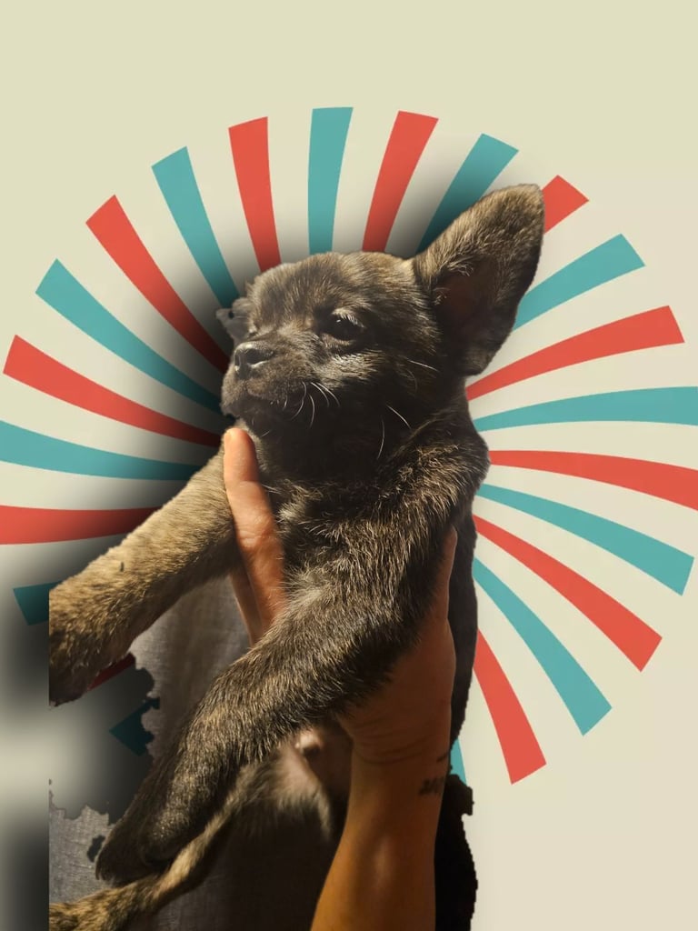 Fluffy Frenchie poms ❤️⭐️