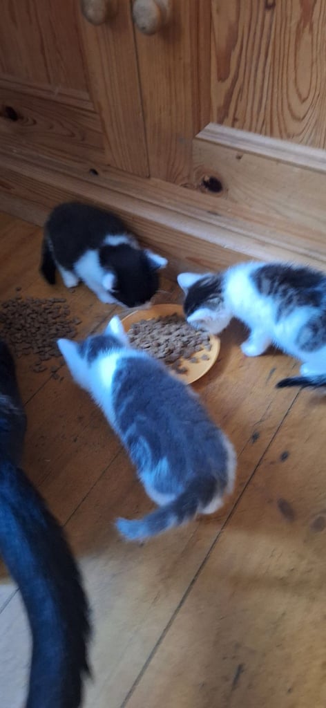 1 kitten left ready now
