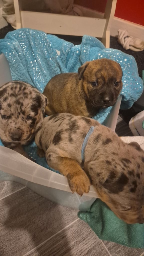 Cross breed pups 