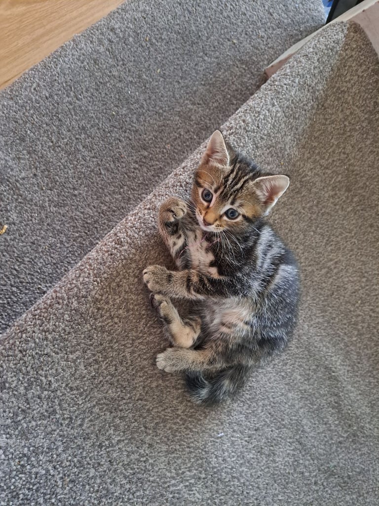 Kittens waiting for a forever home (last one)