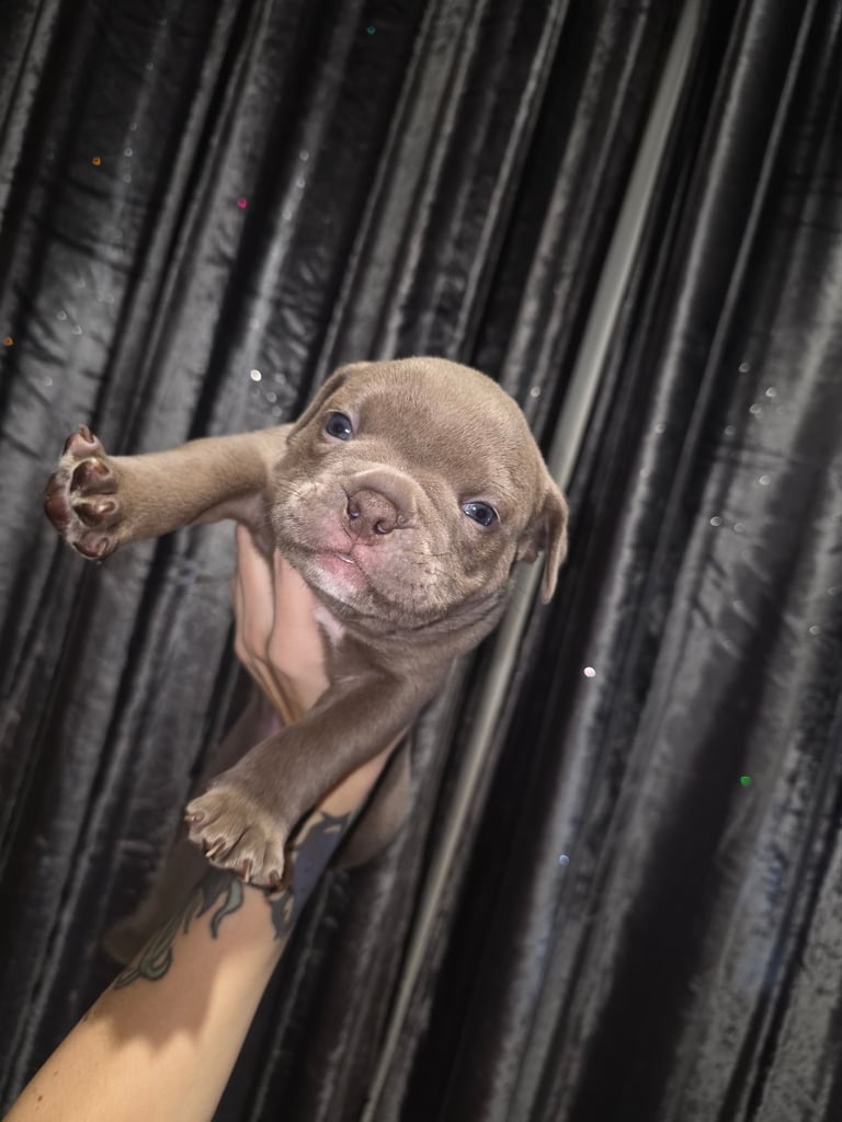 Pocket bully x old english bulldogge 