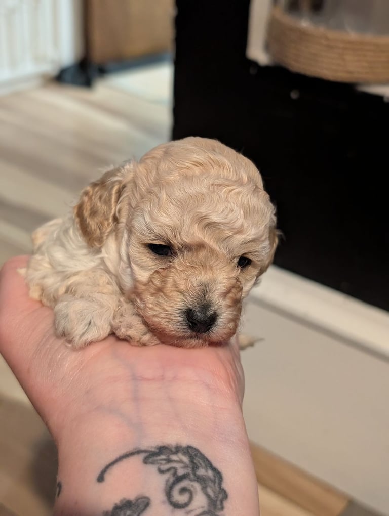 image for Toy poodle puppy 