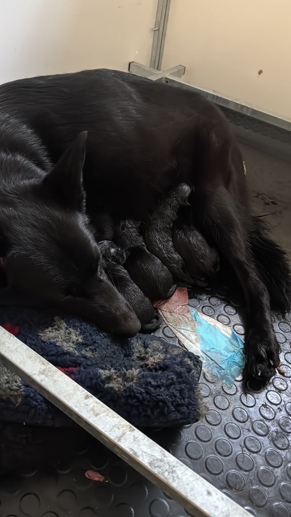 image for GSD puppies available 