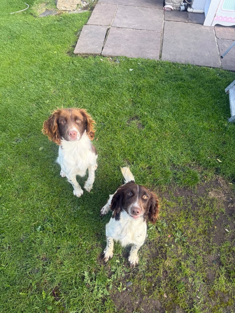 English springer spaniel puppies 