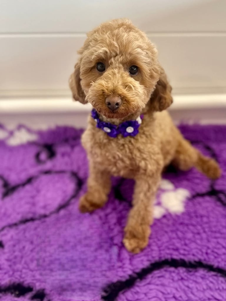 Poodle puppies looking for new homes 