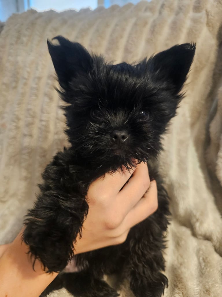 Yorkshire terrier Black . READY NOW 