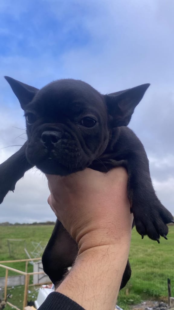 2 black french buldogs